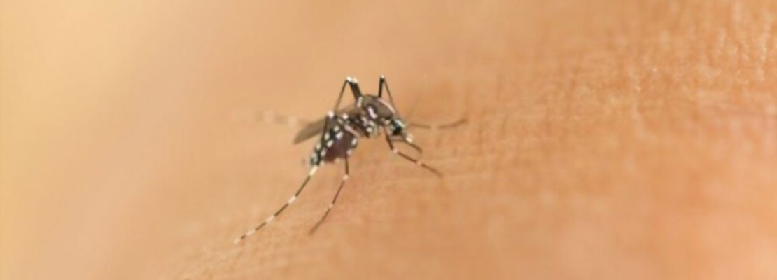 Znajdź najlepszy środek na komary