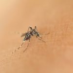 Znajdź najlepszy środek na komary