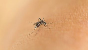 Znajdź najlepszy środek na komary