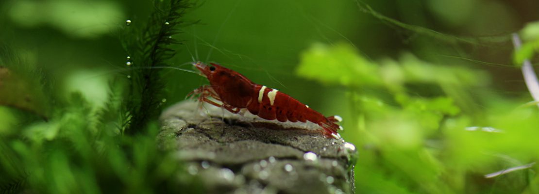 akwarium dla krewetek