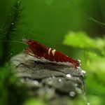 akwarium dla krewetek