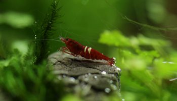 akwarium dla krewetek