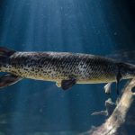 Woblery na szczupaka