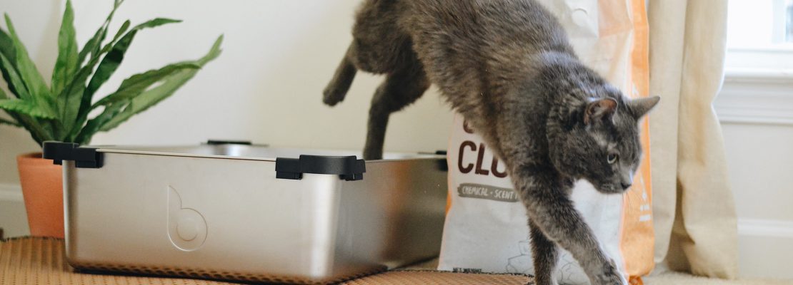 Najlepsza kuweta dla kota