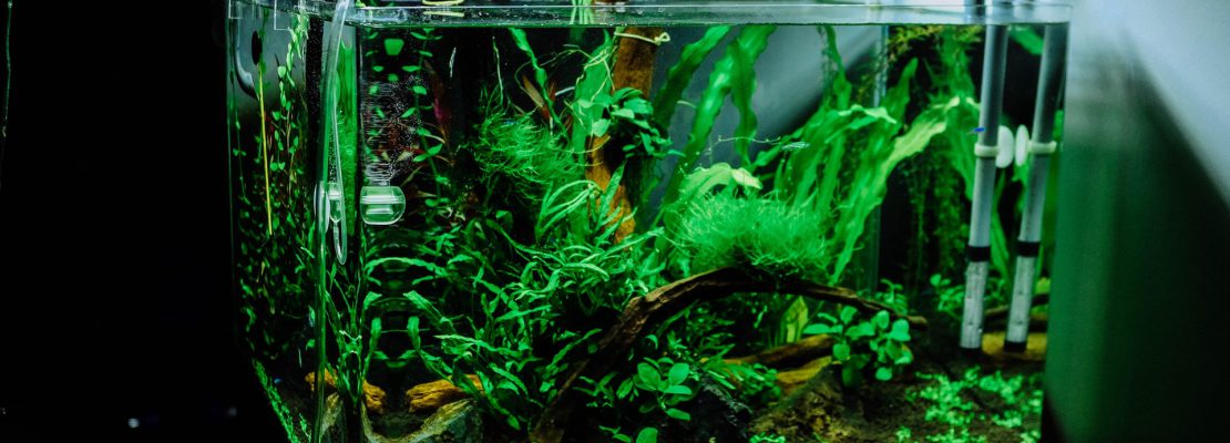 Najlepszy filtr akwariowy - Ranking