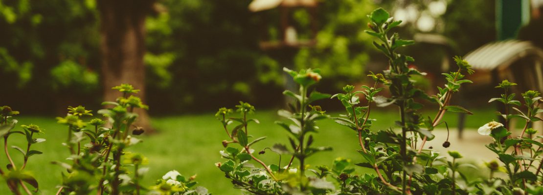 Najlepsze wertykulatory