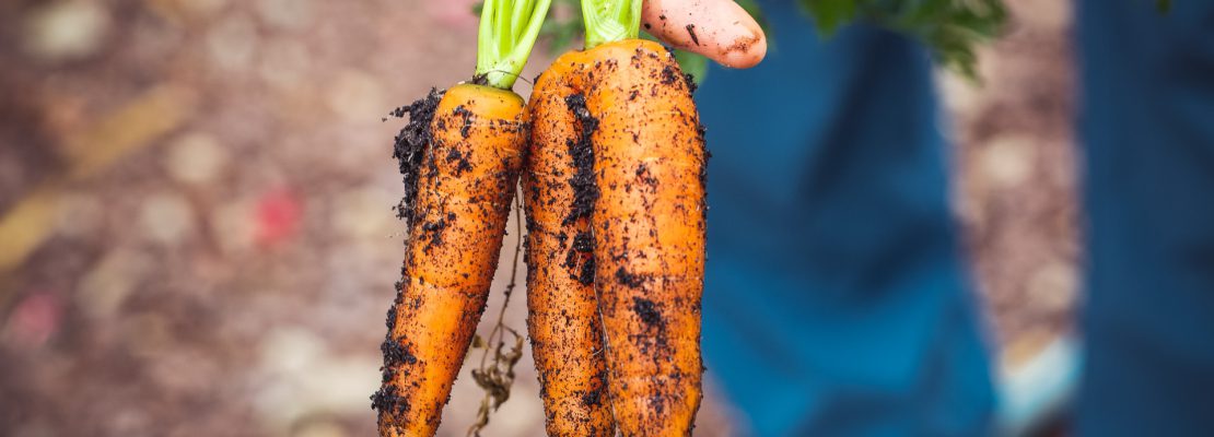 Najlepsze kompostowniki