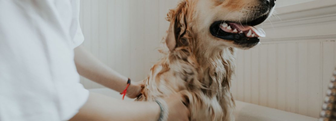 Najlepsze szampony dla psa