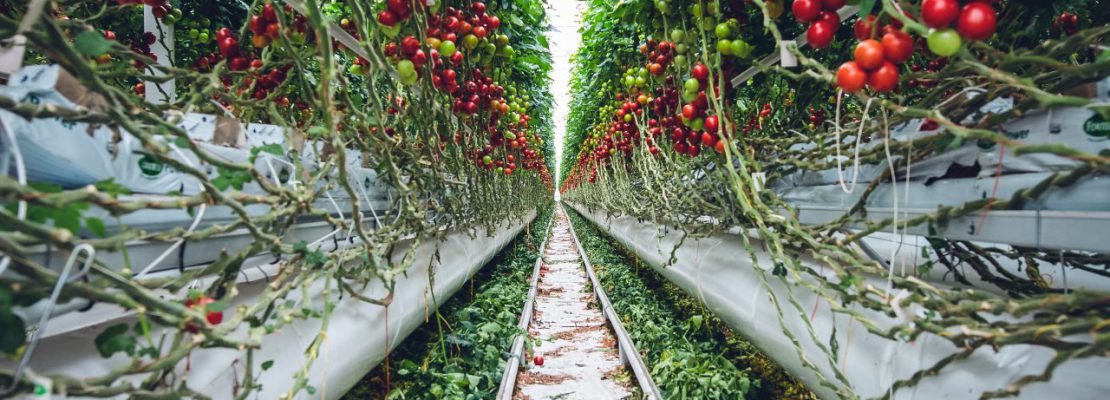 najlepsze nawozy do pomidorów