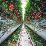 najlepsze nawozy do pomidorów