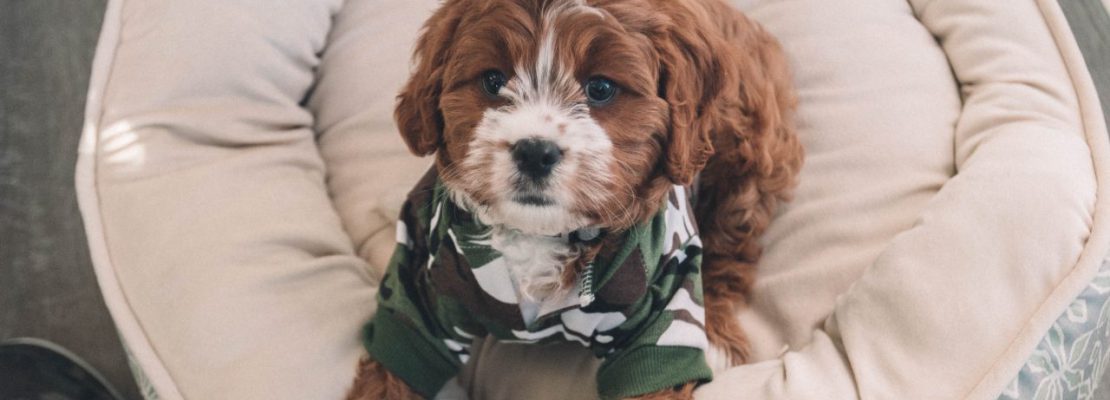 najlepsze legowiska dla psa