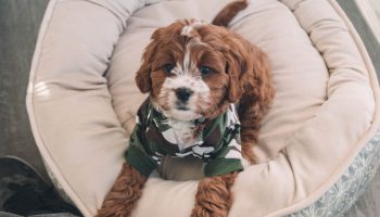 najlepsze legowiska dla psa