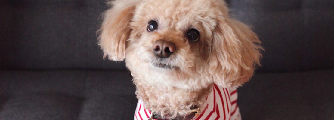 Najlepsze zabawki dla psa