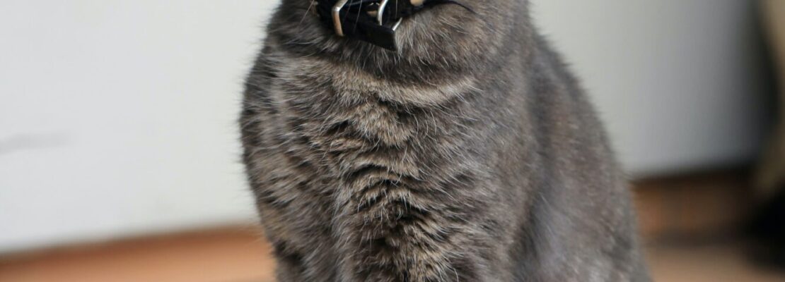 ranking karm dla kotow