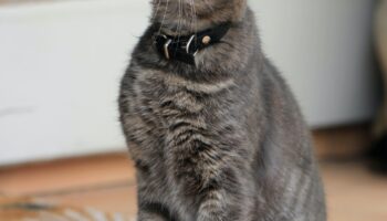 ranking karm dla kotow