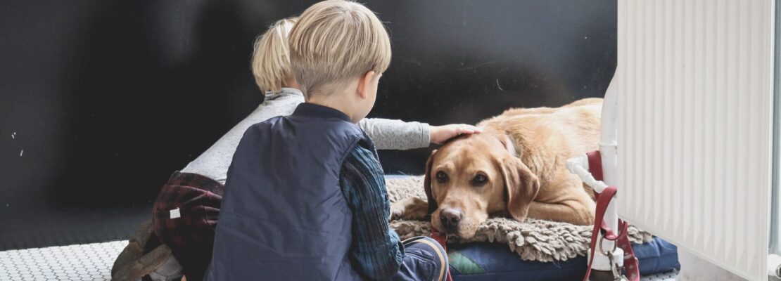 ranking najlepszych karm dla psa seniora