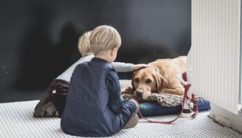 ranking najlepszych karm dla psa seniora