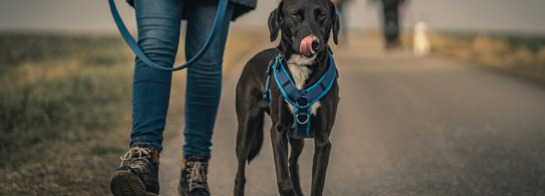 ranking najlepszych smyczy dla psów