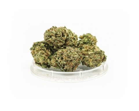 Sativa Poland – Susz CBD RELAX Amnesia: Wysoka jakość, unikalne terpeny i efekt relaksu