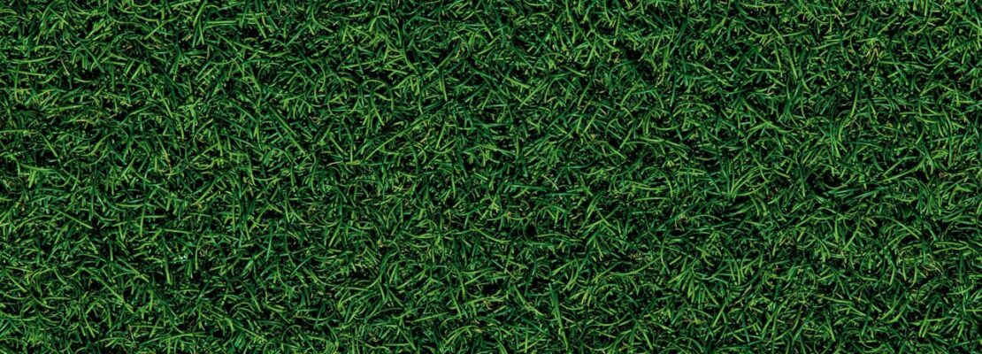 Najlepsze trawy na trawnik