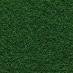 Najlepsze trawy na trawnik